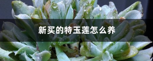 新买的特玉莲怎么养