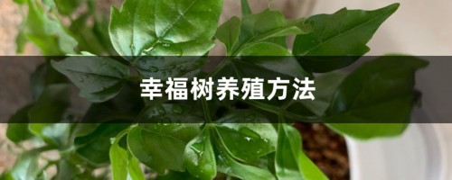 幸福树养殖方法，幸福树怎么养活