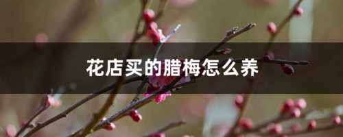 买回家的腊梅花怎么养，水培怎么养