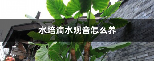 水培滴水观音怎么养