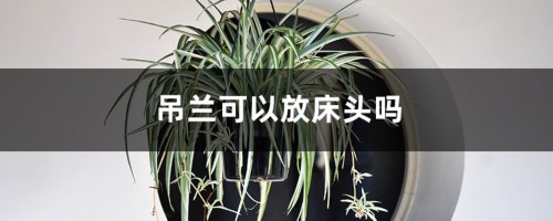 吊兰可以放床头吗