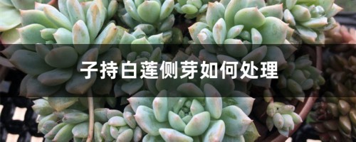 子持白莲侧芽如何处理